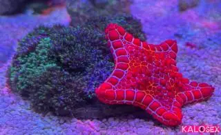 Κοπέλα για παρτουζα